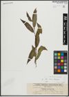 Foto von Salix alba L. x Salix fragilis L.